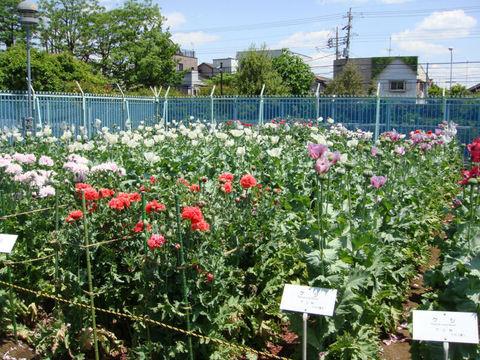 DSC05529.JPG