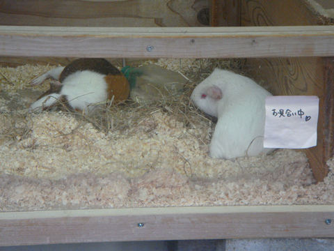 DSC06255.JPG