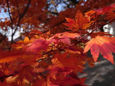 DSC_1261.JPG