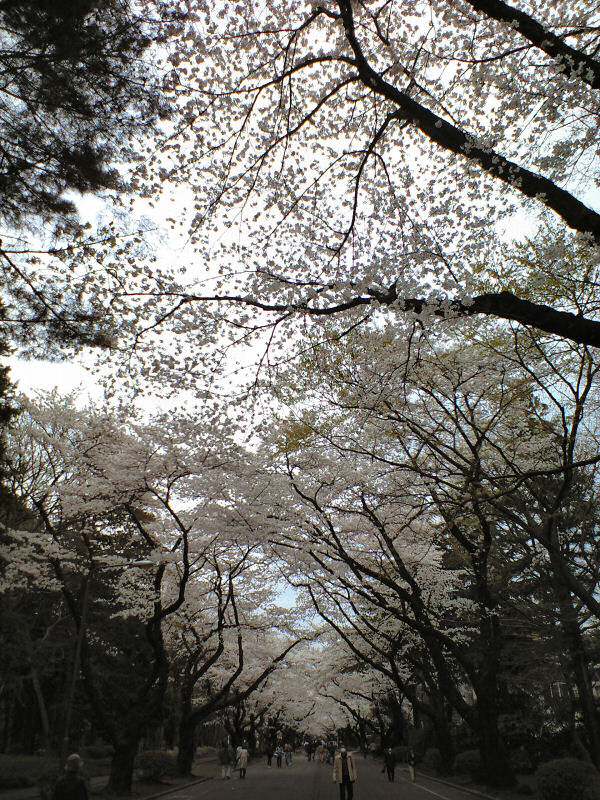 http://birdy.mydns.jp/~annex/images/2008/CA3A0090.JPG