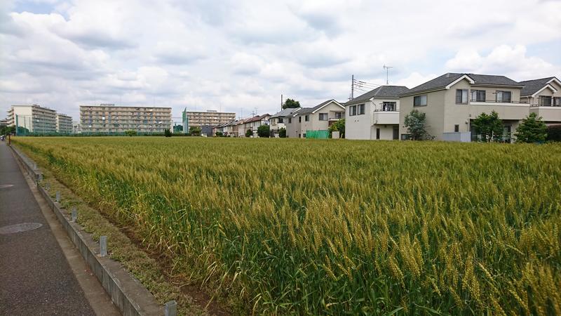 http://birdy.mydns.jp/~annex/images/2019/DSC_2305.JPG