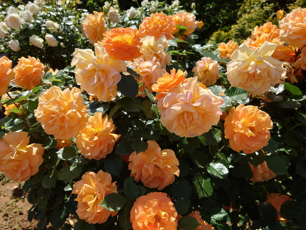 http://birdy.mydns.jp/~annex/images/20230505_103208.jpg